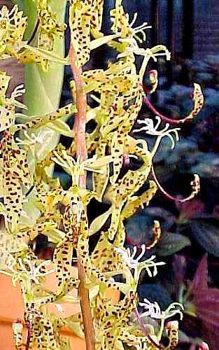 Cycnoches egertonianum (peruvianum)